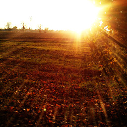 wppnaturallight sun three november nature