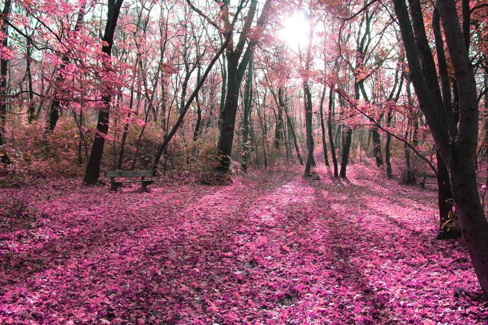 #wppfallcolors #forrest #autumn #pink