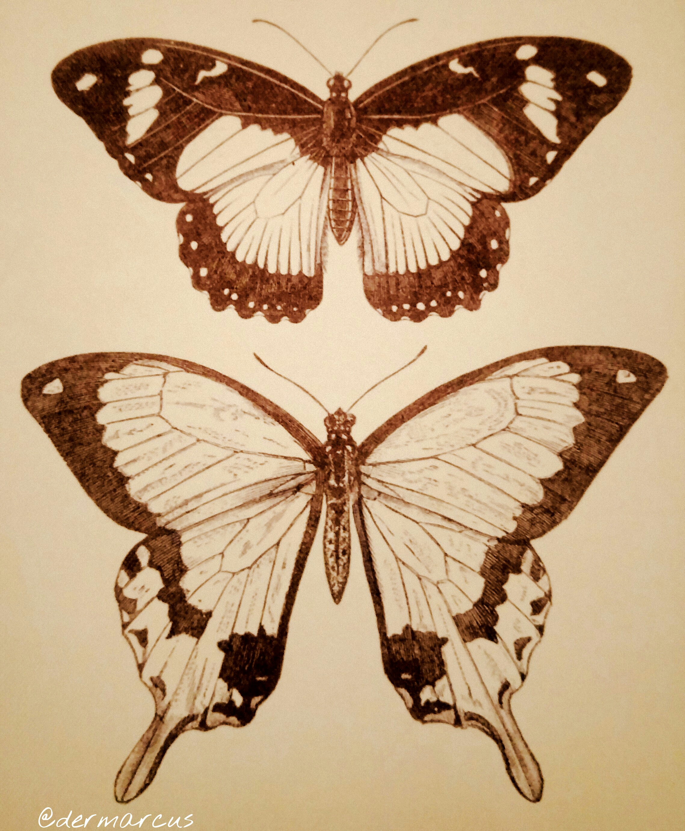 symmetry drawing butterfly pencil lomo flat