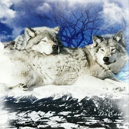 ftemountain petsandanimals wolves wildlife winter