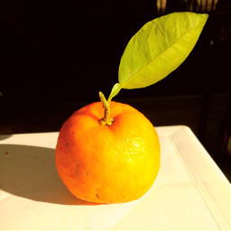 colorful colorsplash fruits orange photography