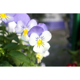pansy flower nature
