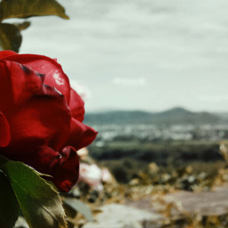 retro vintage flower rose red