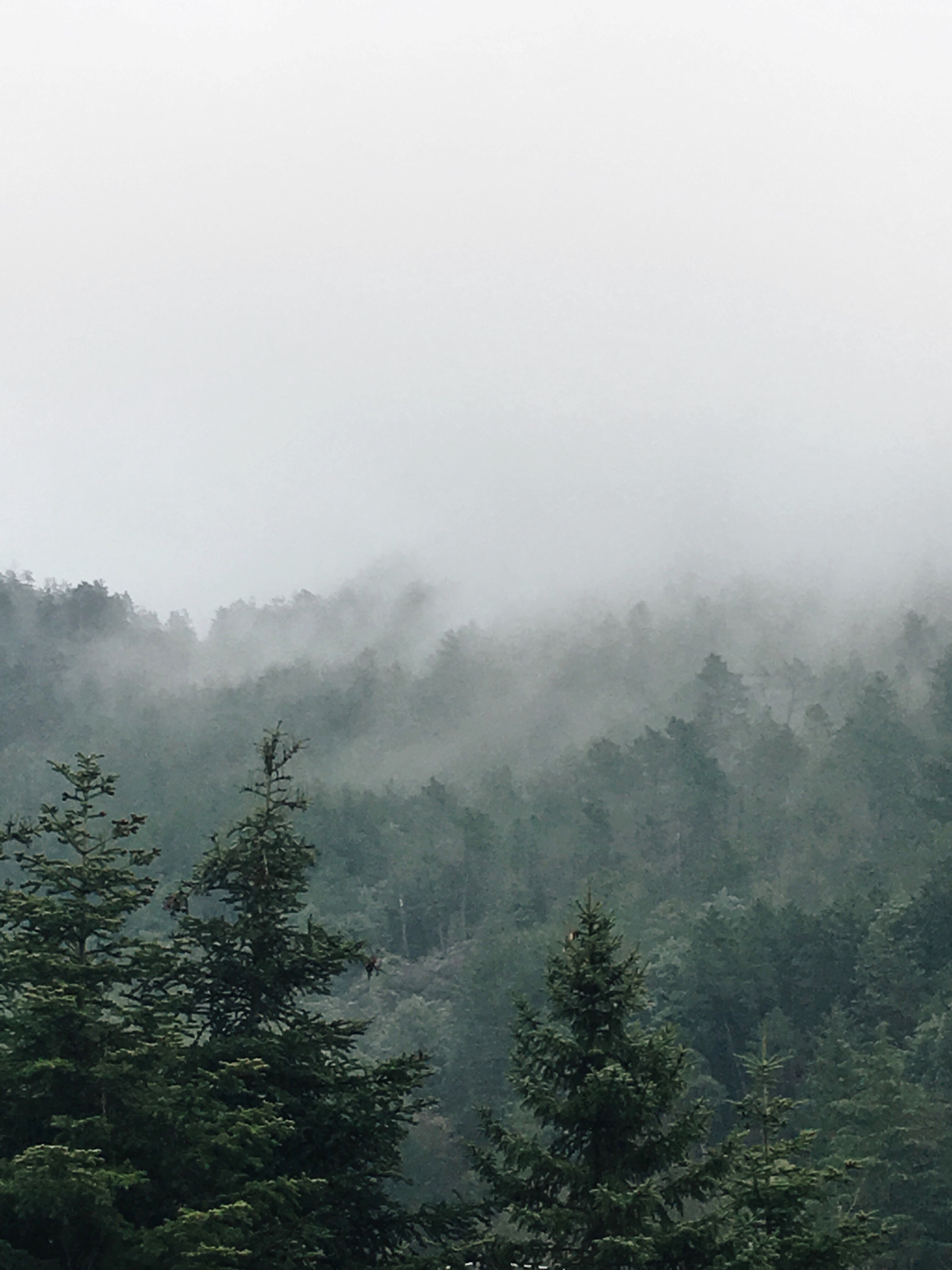 treetops through the fog chasingfog trees pines everg...