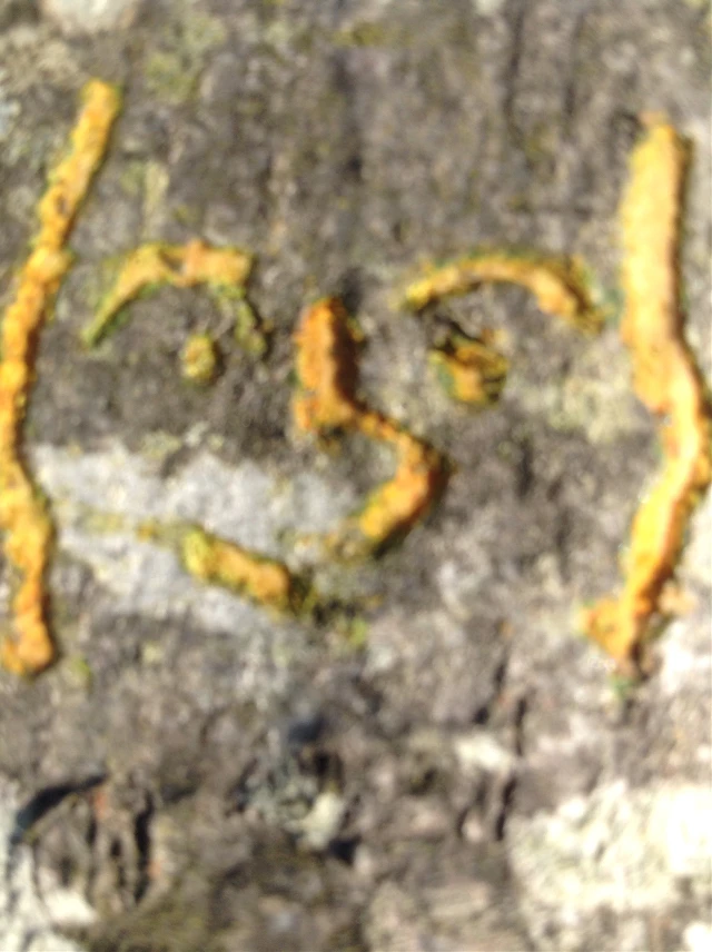 I Carved A Lenny Face In A Tree I Need To Get A Life