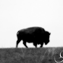 blackandwhite buffalo nature petsandanimals photography