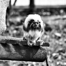 monkey blackandwhite petsandanimals photography zoo